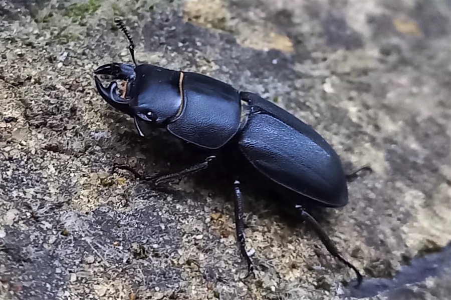 Female stag beetle